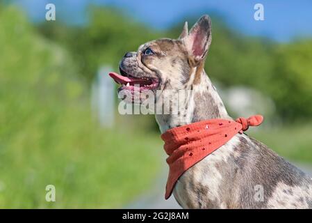 Vue latérale du chien Bulldog français de couleur merle portant un mouchoir rouge avec la langue qui dépasse Banque D'Images