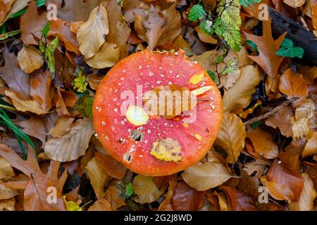 Mouche agarique (Amanita muscaria) un type de champignon de la famille amanita, toxique. Banque D'Images