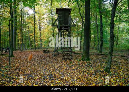 Allemagne, Bade-Wurtemberg, siège de chasseur dans la forêt d'automne. Banque D'Images