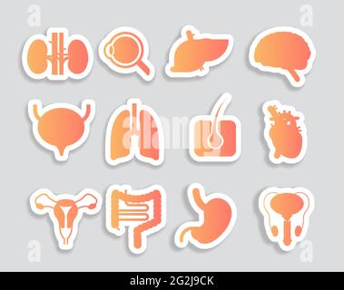 définir les organes internes humains estomac anatomique foie reins poumons coeur cerveau reins muscles de l'œil icônes collection anatomie santé concept médical Illustration de Vecteur