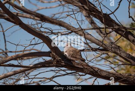 Une colombe de diamant, Geopelia cuneata, camouflée perchée dans un arbre de l'Outback de l'Australie centrale. Banque D'Images