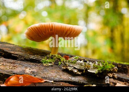 Champignon sur un tronc d'arbre pourri. Banque D'Images