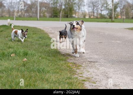 Le chiot Berger australien traverse la baryard avec deux Terriers Jack Russell. Un tricolore et deux chiens colorés. Vue de l'avant dans le corps entier Banque D'Images