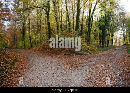 Forêt d'automne avec une fourche dans la route. Banque D'Images