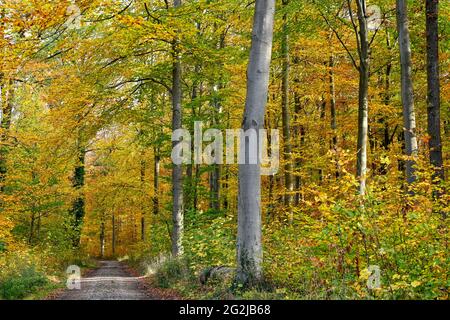 Fourche dans la route, chemins de forêt avec feuilles d'automne. Banque D'Images