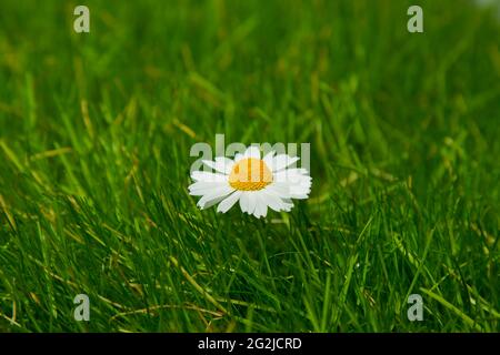 Une fleur sur l'herbe verte. Une seule Marguerite a grandi parmi l'herbe. Un sur le terrain. Le concept de l'opinion individuelle. Banque D'Images