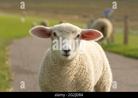 Moutons sur la digue, chemin vers le phare de Westerheversand, péninsule d'Eiderstedt, Parc national de la mer des Wadden du Schleswig-Holstein, Allemagne, Schleswig-Holstein, côte de la mer du Nord Banque D'Images