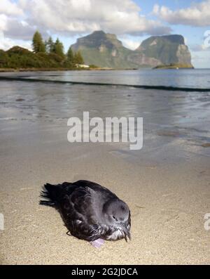 shearwater (Ardenna carneipes) juvénile à pieds chair sur Old Settlement Beach, île Lord Howe, Nouvelle-Galles du Sud, Australie Banque D'Images