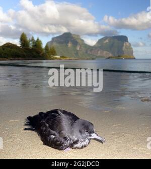 shearwater (Ardenna carneipes) juvénile à pieds chair sur Old Settlement Beach, île Lord Howe, Nouvelle-Galles du Sud, Australie Banque D'Images