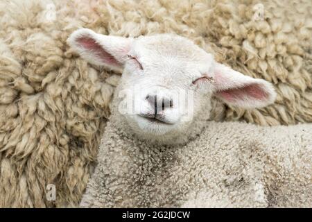 Agneau sur la digue près de Westerhever, péninsule d'Eiderstedt, Parc national de la mer des Wadden du Schleswig-Holstein, Allemagne, Schleswig-Holstein, côte de la mer du Nord Banque D'Images