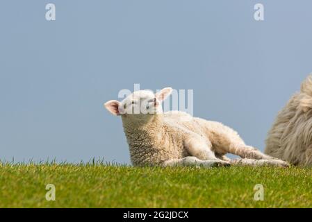 Jeunes moutons sur la digue, Westerhever, péninsule d'Eiderstedt, Parc national de la mer des Wadden du Schleswig-Holstein, Allemagne, Schleswig-Holstein, côte de la mer du Nord Banque D'Images