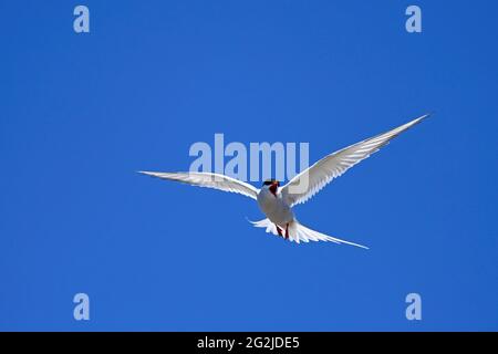 Sterne arctique en vol, péninsule d'Eiderstedt, Parc national de la mer des Wadden du Schleswig-Holstein, Allemagne, Schleswig-Holstein, côte de la mer du Nord Banque D'Images