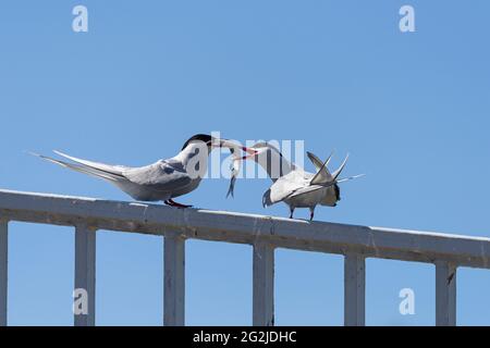 Paire de sternes arctiques, remise d'un poisson, péninsule d'Eiderstedt, Parc national de la mer des Wadden du Schleswig-Holstein, Allemagne, Schleswig-Holstein, côte de la mer du Nord Banque D'Images
