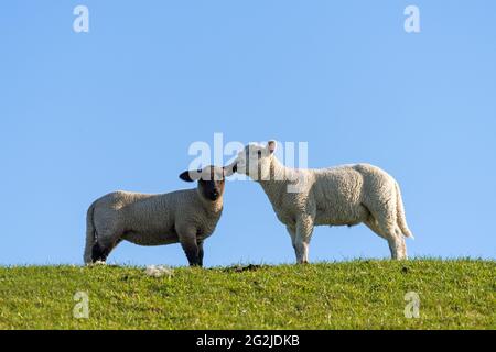 Moutons sur la digue à Westerhever, péninsule d'Eiderstedt, Parc national de la mer des Wadden du Schleswig-Holstein, Allemagne, Schleswig-Holstein, côte de la mer du Nord Banque D'Images