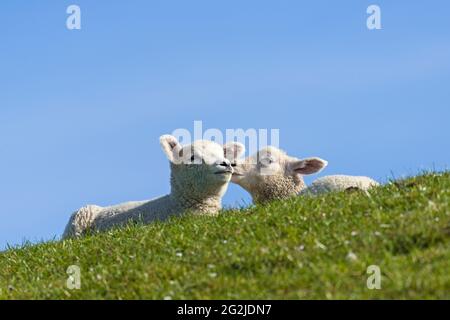 Couple de moutons sur la digue à Westerhever, péninsule d'Eiderstedt, Parc national de la mer des Wadden du Schleswig-Holstein, Allemagne, Schleswig-Holstein, côte de la mer du Nord Banque D'Images