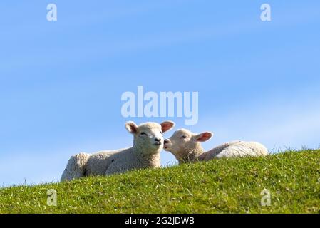 Couple de moutons sur la digue à Westerhever, péninsule d'Eiderstedt, Parc national de la mer des Wadden du Schleswig-Holstein, Allemagne, Schleswig-Holstein, côte de la mer du Nord Banque D'Images