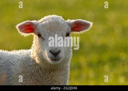 Moutons près de Westerhever, lumière du soir, péninsule d'Eiderstedt, Parc national de la mer des Wadden du Schleswig-Holstein, Allemagne, Schleswig-Holstein, côte de la mer du Nord Banque D'Images