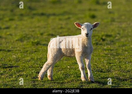 Agneau près de Westerhever, lumière du soir, péninsule d'Eiderstedt, Parc national de la mer des Wadden du Schleswig-Holstein, Allemagne, Schleswig-Holstein, côte de la mer du Nord Banque D'Images