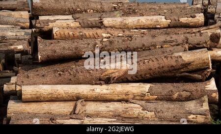 Rangement en bois, troncs d'arbre Banque D'Images