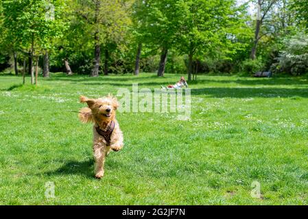 Chien (Mini Goldendoodle) saute sur un pré de printemps avec un bâton dans sa bouche Banque D'Images