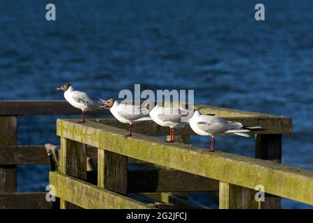 Goélands à tête noire assis sur la rampe de la jetée de Koserow, Allemagne, Mecklembourg-Poméranie occidentale, île d'Usedom Banque D'Images