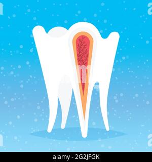 anatomie de la structure dentaire humaine extrémités nerveuses section transversale pour clinique dentaire médicale dentiste médecine dentaire concept de dentisterie Illustration de Vecteur