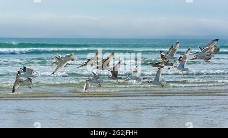 Mouettes survolant la plage, Anse de Dinan, Presqu'Ile de Crozon, France, Bretagne, Département du Finistère Banque D'Images