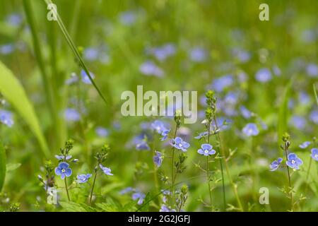 Veronica chamaedrys, germander speedwell fleurs bleues dans les prés de printemps foyer sélectif Banque D'Images