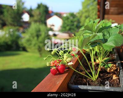 Fraises au soleil le matin dans des pots de fleurs sur le balcon avec vue sur la ville et le ciel bleu Banque D'Images