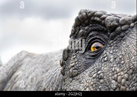 Le dinosaure Tyrannosaurus est un modèle à Dinopark Münchehagen près de Hanovre. Vécu en Amérique du Nord il y a environ 66 millions d'années, était d'environ 13m de long et pesait 6t. Modèle: Wild Creations UK / Universal Pictures DE Banque D'Images