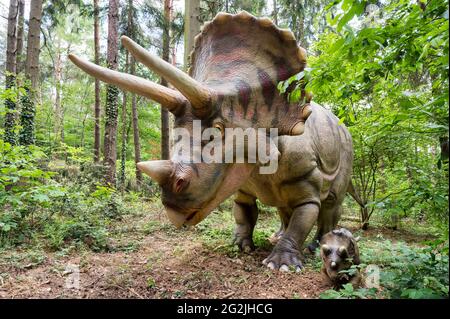 Dinosaure Triceratops avec un jeune animal comme modèles à Dinopark Münchehagen près de Hanovre. Vécu en Amérique du Nord il y a environ 66 millions d'années (fin de la période du Crétacé), est devenu d'environ 9m de long et 6t en poids. Banque D'Images