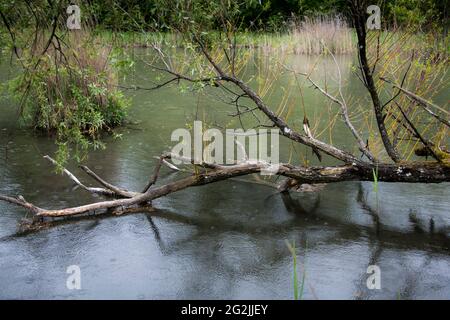 Marais, nature, nature Banque D'Images