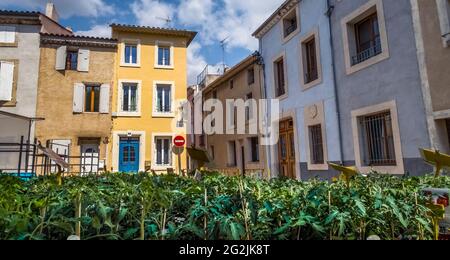 Marché aux fleurs à Coursan au printemps. Banque D'Images