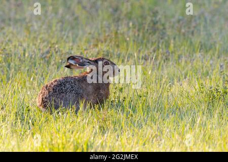 Lièvre brun (Lepus europaeus) dans un pré, avril, printemps, Hesse, Allemagne Banque D'Images