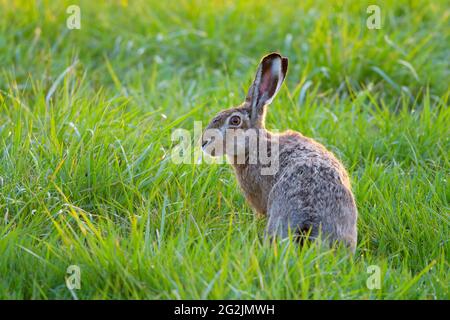 Lièvre brun (Lepus europaeus) dans un pré, printemps, printemps, avril, Hesse, Allemagne Banque D'Images