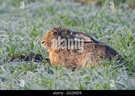 Lièvre brun (Lepus europaeus) dans un pré, printemps, printemps, avril, Hesse, Allemagne Banque D'Images