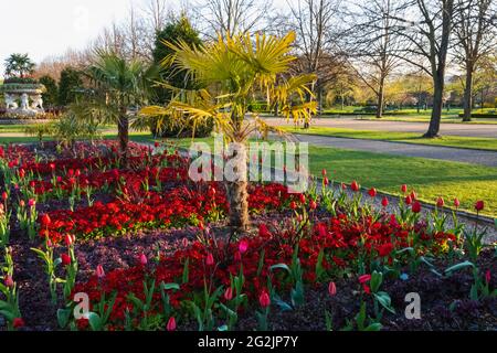 L'Angleterre, Londres, Regent's Park, l'Avenue des jardins et fleurs de printemps Banque D'Images