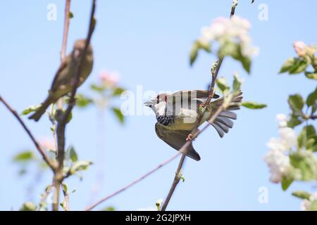 Maison Sparrow, Sparrow, Passer domesticus, homme, cour Banque D'Images