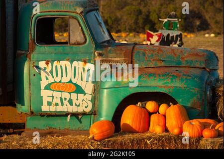 Un vieux camion ensoleillé se déplace dans une ferme de citrouilles juste à côté de l'autoroute 1, comté de Santa Cruz, Californie du Nord, États-Unis. © Kraig Lieb Banque D'Images