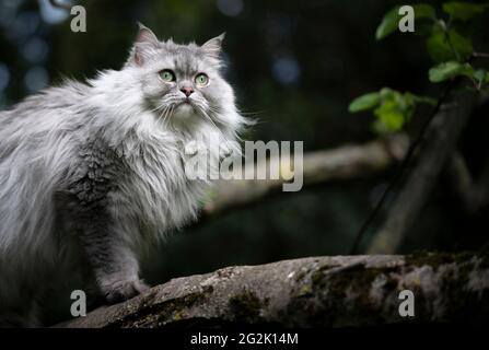 tabby gris argenté chat à poils longs britannique assis sur un arbre observation du jardin Banque D'Images