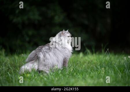 tabby gris argent chat long de cheveux debout sur la prairie verte observer le jardin avec l'espace de copie Banque D'Images