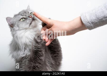 joli tabby gris argent chat long de taille britannique élever vers le haut l'odeur doigt du propriétaire de l'animal Banque D'Images