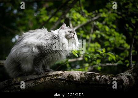 tabby gris argenté chat à poils longs britannique assis sur un arbre observation du jardin Banque D'Images