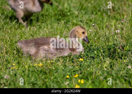 L'oie du Canada (Branta canadensis) perce de percement sur l'herbe à Helsinki, en Finlande Banque D'Images