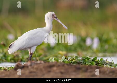 Bec-de-poisson africain - Platalea alba, oiseau d'eau blanche rare spécial provenant de lacs et de marais africains, lac Ziway, Éthiopie. Banque D'Images