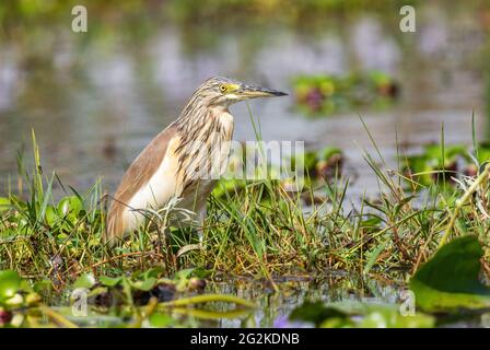 Squacco Heron - Ardeola ralloides, petit beau héron des marais et des marsches d'Euroasian, lac Ziway, Ethiopie. Banque D'Images