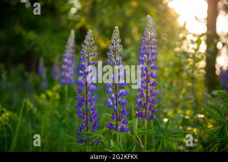 Bush de fleurs sauvages en été pré Champ Lupin au coucher du soleil lever du soleil. Lupinus, communément connu sous le nom de lupin ou lupin, est un genre de plantes à fleurs de Th Banque D'Images