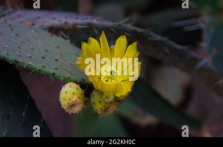 Cactus fleurit. Le fruit du cactus. cactus fleurit. cactus fructification. Banque D'Images