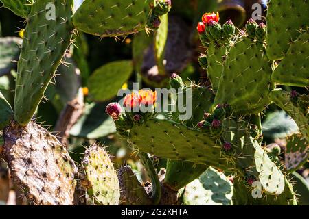 Cactus fleurit. Le fruit du cactus. cactus fleurit. cactus fructification. Banque D'Images