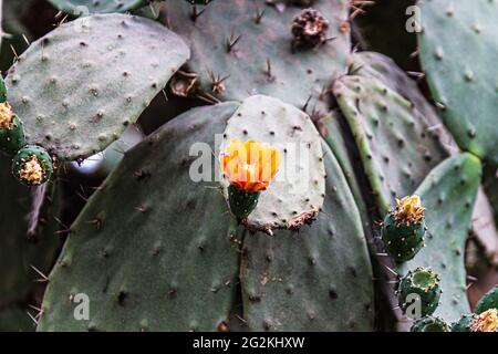 Cactus fleurit. Le fruit du cactus. cactus fleurit. cactus fructification. Banque D'Images